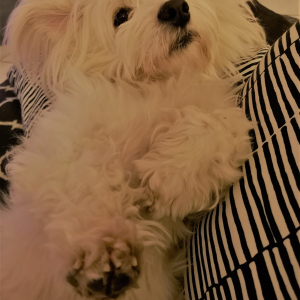 THE IPPY'S CRAFT BREWERY