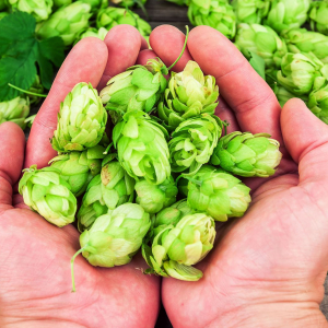 Brasserie Lot' Koté la Mèr